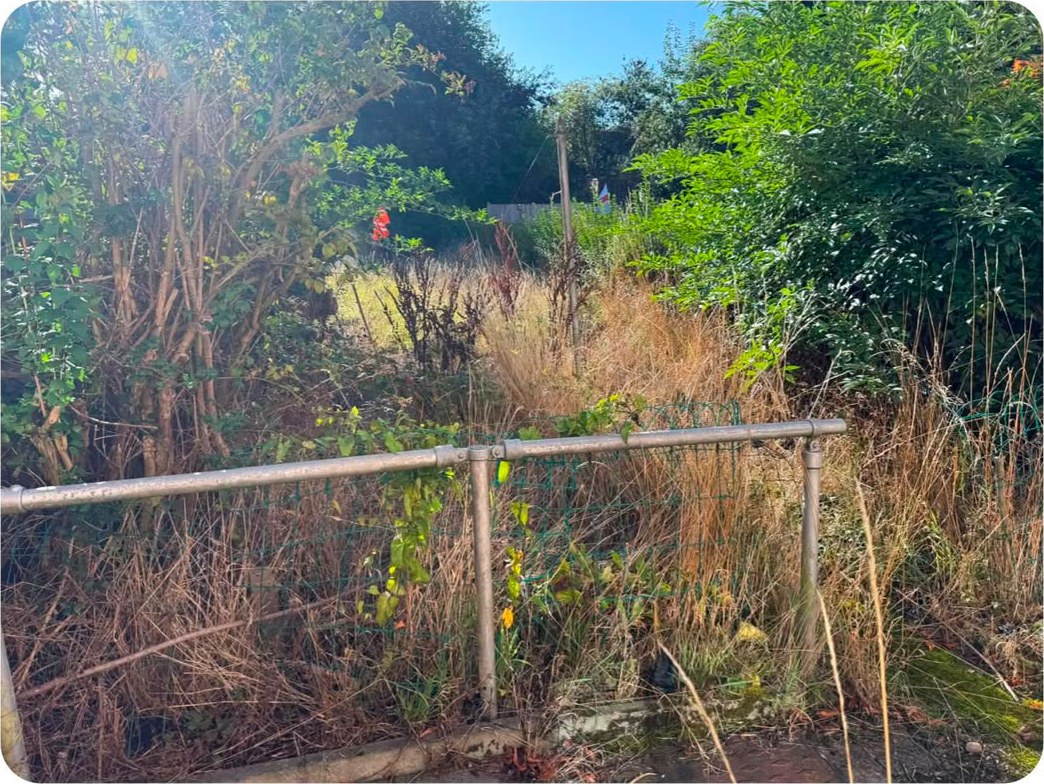 A garden hidden behind tall, dry overgrowth and shrubs, with a metal handrail in front