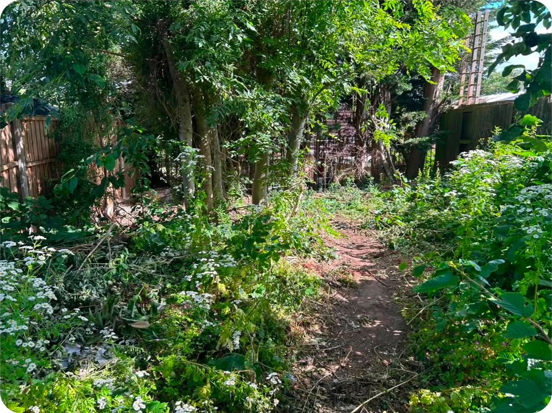 A long garden overgrown with brambles, nettles and undergrowth between the trees